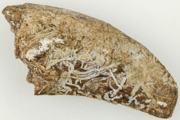 Bargain, 1.18" Tyrannosaur (Nanotyrannus?) Tooth - Montana